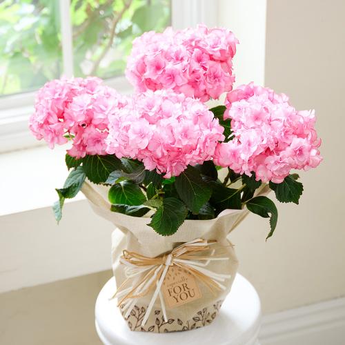 �y��̓��M�t�g�z�A�W�T�C�u���̂�����v�s���N�`�������Ɖ��|�̃A�W�T�C�`