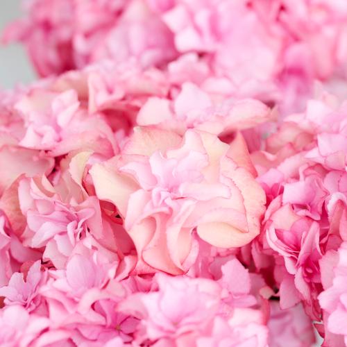 �y��̓��M�t�g�z�A�W�T�C�u���̂�����v�s���N�`�������Ɖ��|�̃A�W�T�C�`3