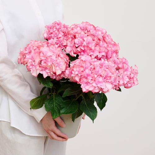 �y��̓��M�t�g�z�A�W�T�C�u���̂�����v�s���N�`�������Ɖ��|�̃A�W�T�C�`4