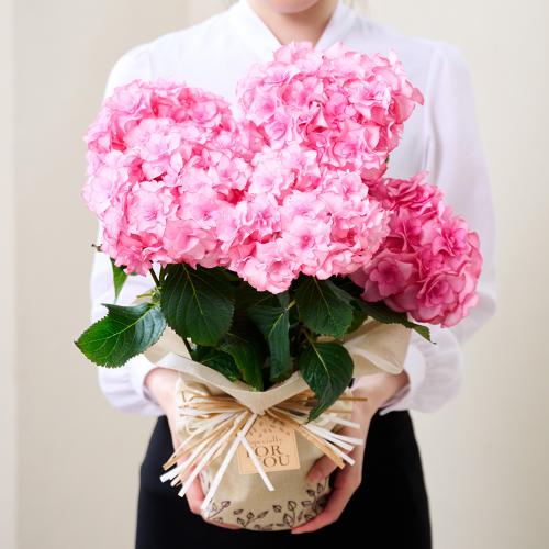 �y��̓��M�t�g�z�A�W�T�C�u���̂�����v�s���N�`�������Ɖ��|�̃A�W�T�C�`5