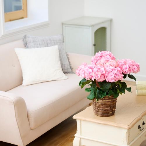 �y��̓��M�t�g�z�A�W�T�C�u���̂�����v�s���N�`�������Ɖ��|�̃A�W�T�C�`6