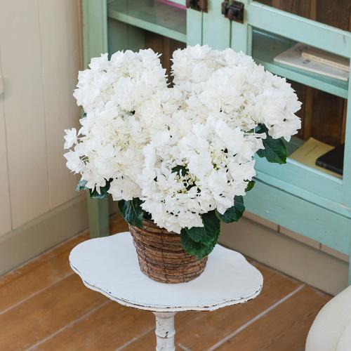 �y��̓��M�t�g�z�A�W�T�C�u�O���C�X�v�`�������Ɖ��|�̃A�W�T�C�`