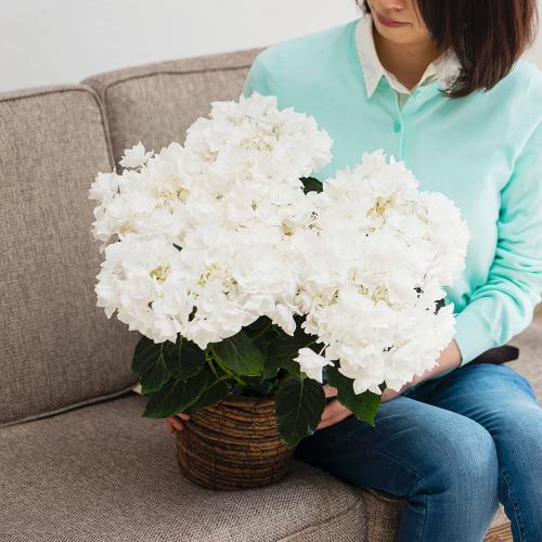 �y��̓��M�t�g�z�A�W�T�C�u�O���C�X�v�`�������Ɖ��|�̃A�W�T�C�`2