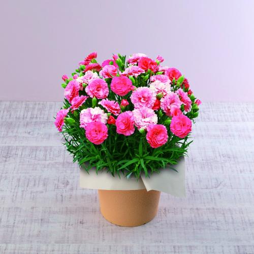 �y��̓��M�t�g�z�J�[�l�[�V�����u��������Ȃ��v