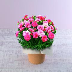 �y��̓��M�t�g�z�J�[�l�[�V�����u��������Ȃ��v