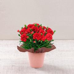 �y��̓��M�t�g�z�J�[�l�[�V�����u���b�h�v