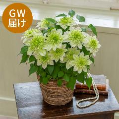 yGW͂zJ쉀|IWi N}`Xuؐi͂Ȃjv