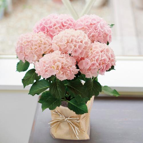 �j���A���X�̂���W���T�[�����s���N���I�V������ �A�W�T�C�u�s���N�Z���Z�[�V�����v���A���y��̓��M�t�g�z