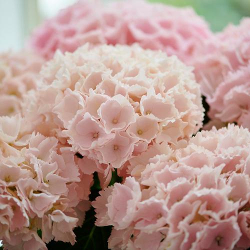 �j���A���X�̂���W���T�[�����s���N���I�V������ �A�W�T�C�u�s���N�Z���Z�[�V�����v���A���y��̓��M�t�g�z2