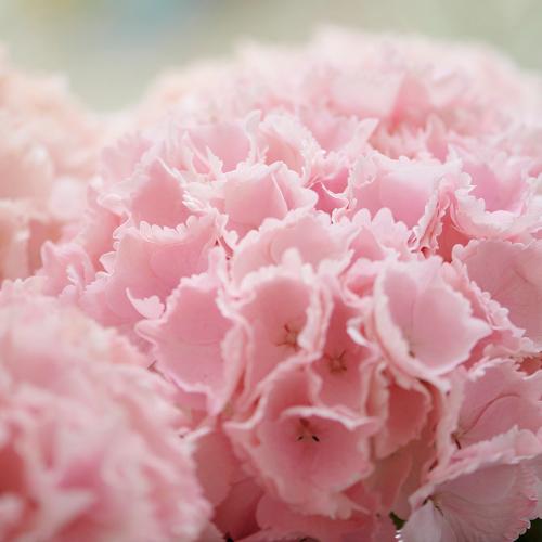 �j���A���X�̂���W���T�[�����s���N���I�V������ �A�W�T�C�u�s���N�Z���Z�[�V�����v���A���y��̓��M�t�g�z3