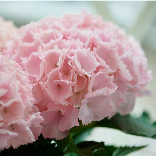 �j���A���X�̂���W���T�[�����s���N���I�V������ �A�W�T�C�u�s���N�Z���Z�[�V�����v���A���y��̓��M�t�g�z4