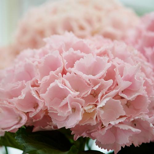 �j���A���X�̂���W���T�[�����s���N���I�V������ �A�W�T�C�u�s���N�Z���Z�[�V�����v���A���y��̓��M�t�g�z5