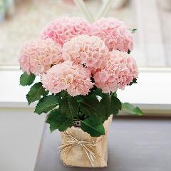 �j���A���X�̂���W���T�[�����s���N���I�V������ �A�W�T�C�u�s���N�Z���Z�[�V�����v���A���y��̓��M�t�g�z