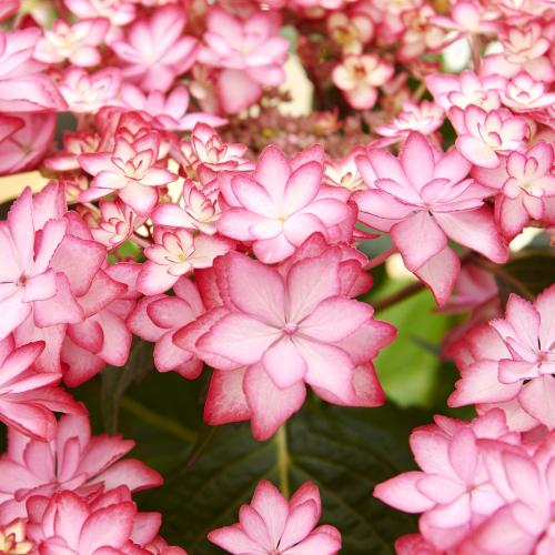 �y��̓��M�t�g�z�����Ȑ����P���A�W�T�C�u�ЂȂ܂�v2