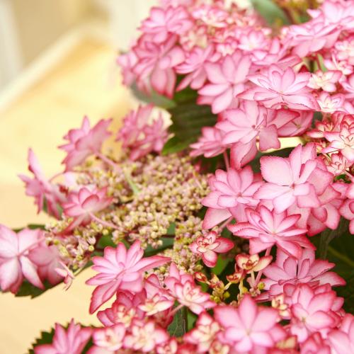 �y��̓��M�t�g�z�����Ȑ����P���A�W�T�C�u�ЂȂ܂�v3