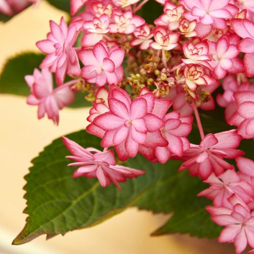 �y��̓��M�t�g�z�����Ȑ����P���A�W�T�C�u�ЂȂ܂�v4