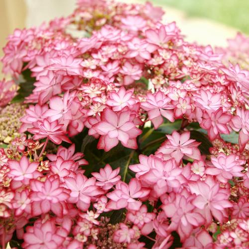 �y��̓��M�t�g�z�����Ȑ����P���A�W�T�C�u�ЂȂ܂�v5