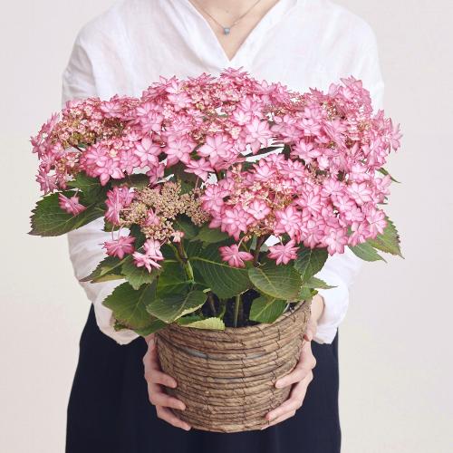 �y��̓��M�t�g�z�����Ȑ����P���A�W�T�C�u�ЂȂ܂�v6