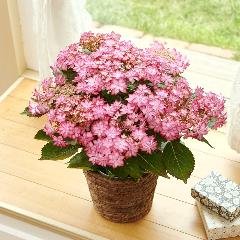 �y��̓��M�t�g�z�����Ȑ����P���A�W�T�C�u�ЂȂ܂�v