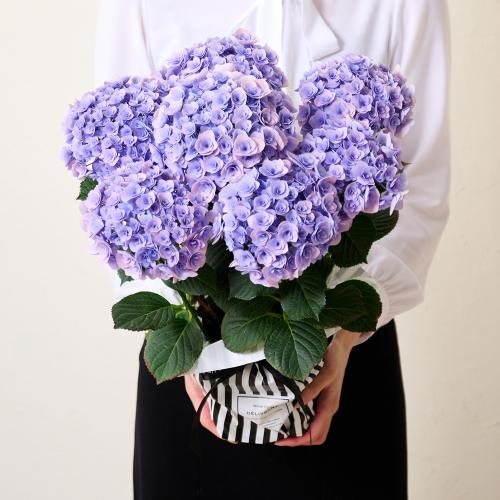 �y��̓��M�t�g�z�A�W�T�C�u�t�F�A���[�L�X�v