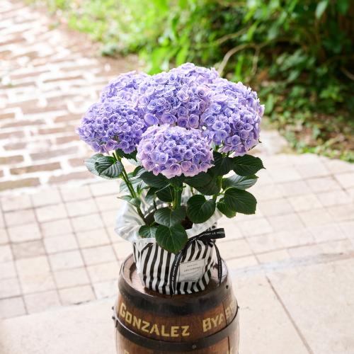 �y��̓��M�t�g�z�A�W�T�C�u�t�F�A���[�L�X�v2