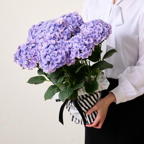 �y��̓��M�t�g�z�A�W�T�C�u�t�F�A���[�L�X�v3