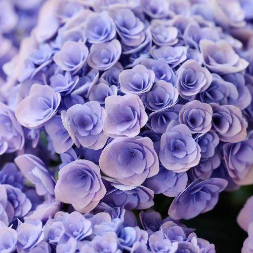 �y��̓��M�t�g�z�A�W�T�C�u�t�F�A���[�L�X�v4