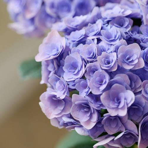 �y��̓��M�t�g�z�A�W�T�C�u�t�F�A���[�L�X�v5