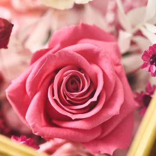 ���^�ߎ��I���W�i�� �v���~�A���v���U�[�u�h�t�����[�A�����W�u���r�[�v�y��̓��M�t�g�z5