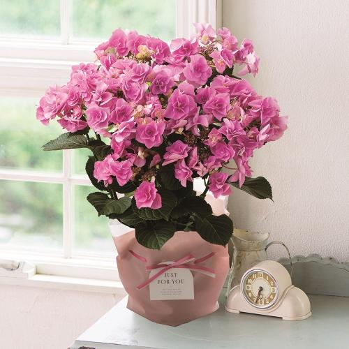 �y��̓��M�t�g�z�A�W�T�C�u�t�F�A���[�A�C�v(�s���N)�@�F�ƌ`���ς��_��I�ȃA�W�T�C