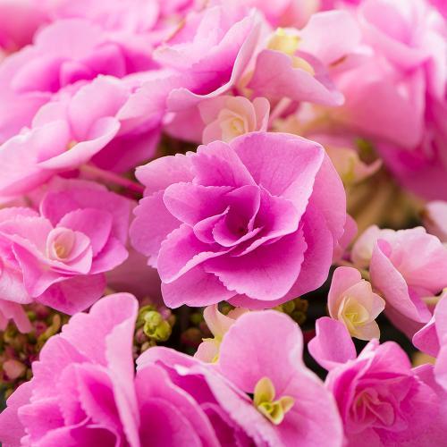 �y��̓��M�t�g�z�A�W�T�C�u�t�F�A���[�A�C�v(�s���N)�@�F�ƌ`���ς��_��I�ȃA�W�T�C2