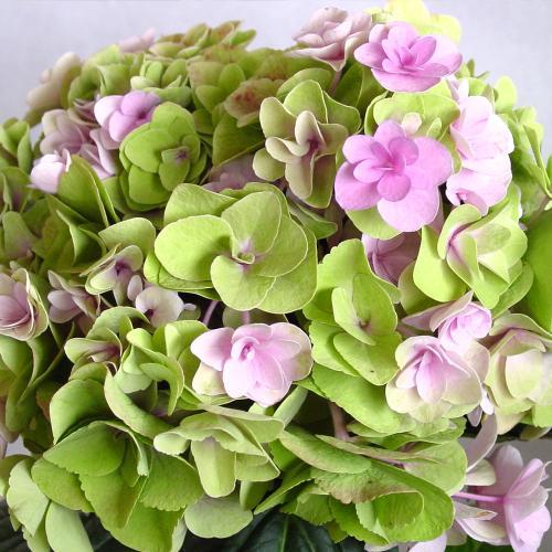 �y��̓��M�t�g�z�A�W�T�C�u�t�F�A���[�A�C�v(�s���N)�@�F�ƌ`���ς��_��I�ȃA�W�T�C3