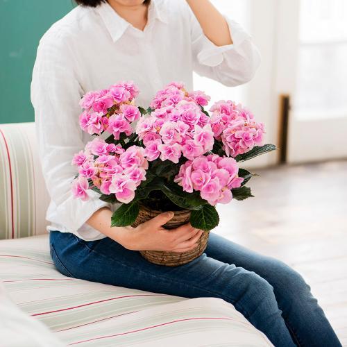 �y��̓��M�t�g�z�A�W�T�C�u�t�F�A���[�A�C�v(�s���N)�@�F�ƌ`���ς��_��I�ȃA�W�T�C4