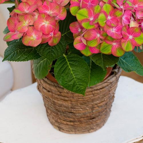 �y��̓��M�t�g�z�z�F�����͓I�ȃA�W�T�C�u�}�X�J���[�h�v3