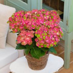 �y��̓��M�t�g�z�z�F�����͓I�ȃA�W�T�C�u�}�X�J���[�h�v