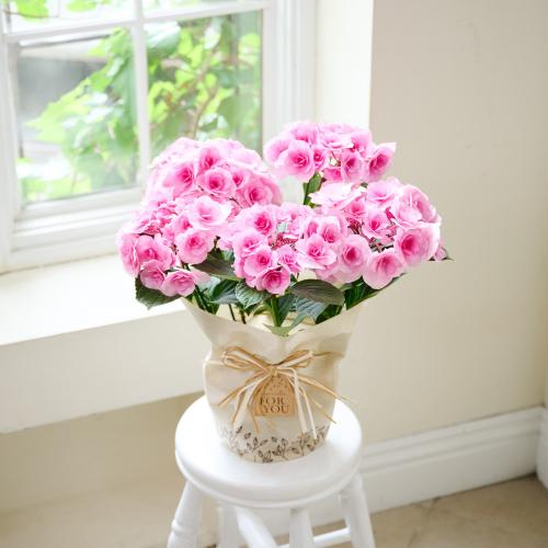 �y��̓��M�t�g�z�A�W�T�C�u�N���C���u�[�P�v(�s���N)