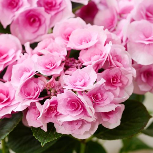 �y��̓��M�t�g�z�A�W�T�C�u�N���C���u�[�P�v(�s���N)3