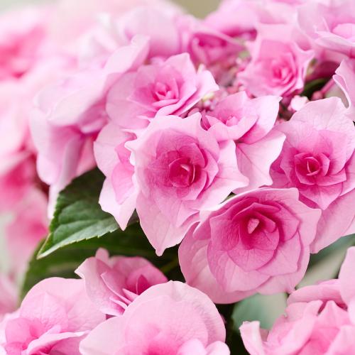 �y��̓��M�t�g�z�A�W�T�C�u�N���C���u�[�P�v(�s���N)4