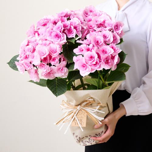 �y��̓��M�t�g�z�A�W�T�C�u�N���C���u�[�P�v(�s���N)6