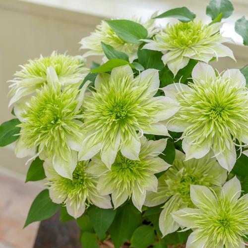 ���J�쉀�|�I���W�i�� �N���}�`�X�u�ؐ�i�͂Ȃ���j�v�y�o�X�P�b�g�Ȃ��z