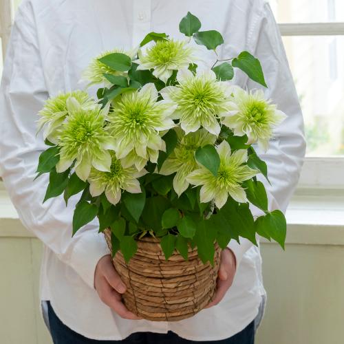 ���J�쉀�|�I���W�i�� �N���}�`�X�u�ؐ�i�͂Ȃ���j�v�y�o�X�P�b�g�Ȃ��z2