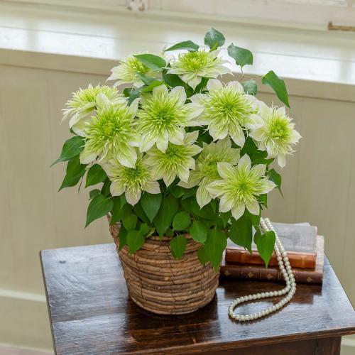�y�x��Ă��߂�ˁI��̓��M�t�g�z���J�쉀�|�I���W�i�� �N���}�`�X�u�ؐ�i�͂Ȃ���j�v