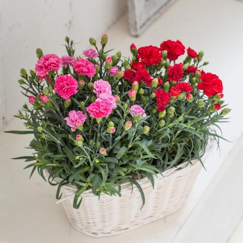 �y�x��Ă��߂�ˁI��̓��M�t�g�z�y�A�J�[�l�[�V�����o�X�P�b�g