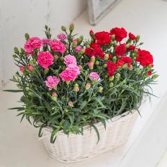 �y�x��Ă��߂�ˁI��̓��M�t�g�z�y�A�J�[�l�[�V�����o�X�P�b�g