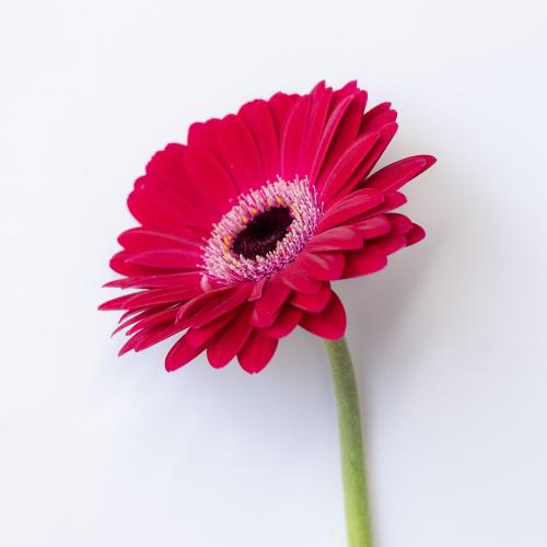FNS`eBLy[Au]̃u[P`Love&Hopev4