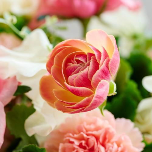 �R��c�����I���W�i�� �u�v�����^���t���[���[Printemps Fleurs�[�v�o���ƃ��i���L�����X�̃v���~�A���A�����W5