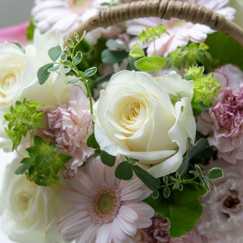 �R��c�����I���W�i�� �K�[�x���ƃJ�[�l�[�V�����̃A�����W�u�~���t�B�[���v�y��̓��v���~�A���z5