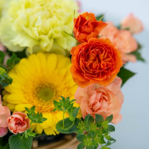 �a�c�Ď��I���W�i�� �o���ƃK�[�x���̃v���~�A���o�X�P�b�g�A�����W�u�t���X�R�v5