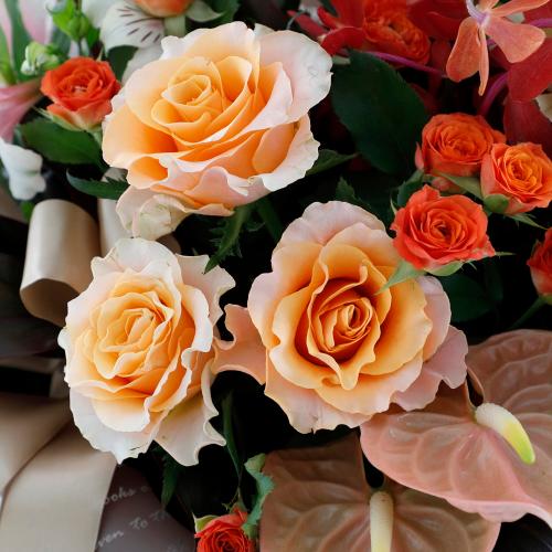 �R����I���W�i�� �o���ƃ��J���̃v���~�A���A�����W�u�A���u���v5
