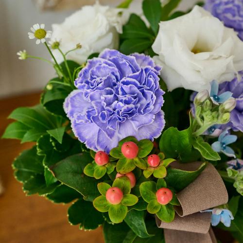 �y�b�g�����̃������A���t�����[�u���̌������ցi�u���[�n�j�v5